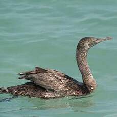 Cormoran de Socotra