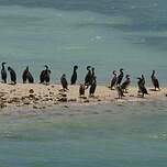 Cormoran de Socotra