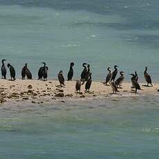 Cormoran de Socotra