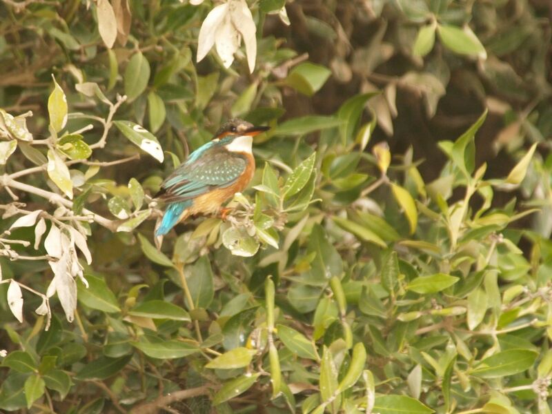 Common Kingfisher