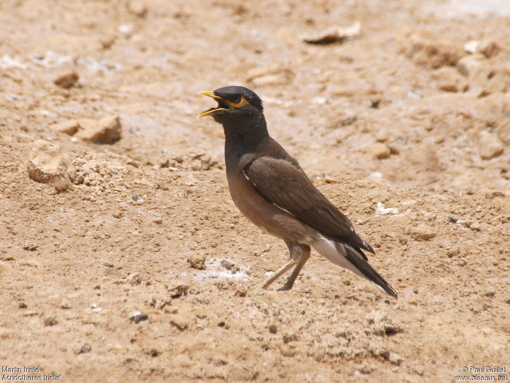 Common Myna