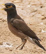 Common Myna