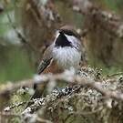 Mésange à tête brune
