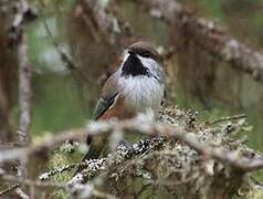 Boreal Chickadee