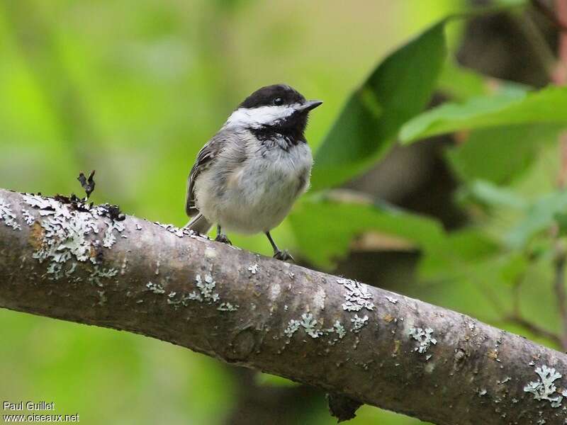 Black-capped ChickadeeFirst year, identification