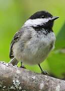 Black-capped Chickadee