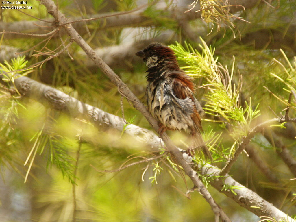 Moineau domestique mâle