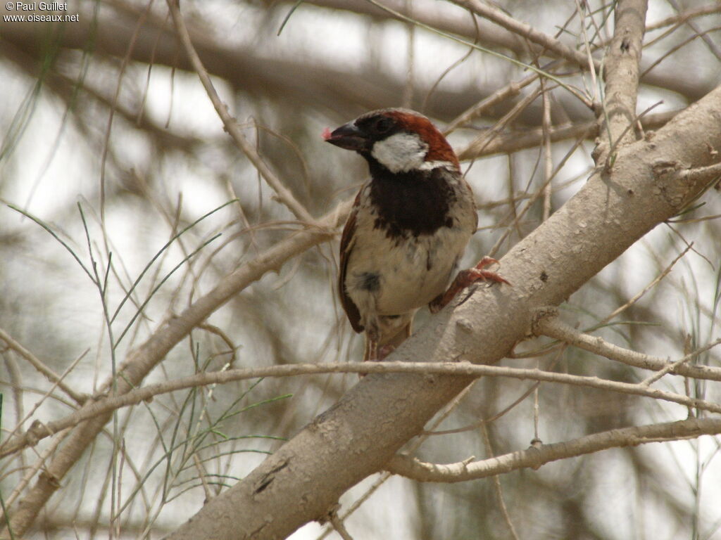 House Sparrow male