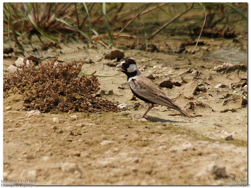 Black-crowned Sparrow-Lark