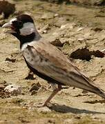 Black-crowned Sparrow-Lark