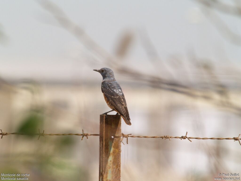 Common Rock Thrush male