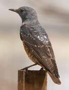 Common Rock Thrush