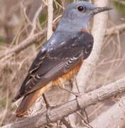 Common Rock Thrush