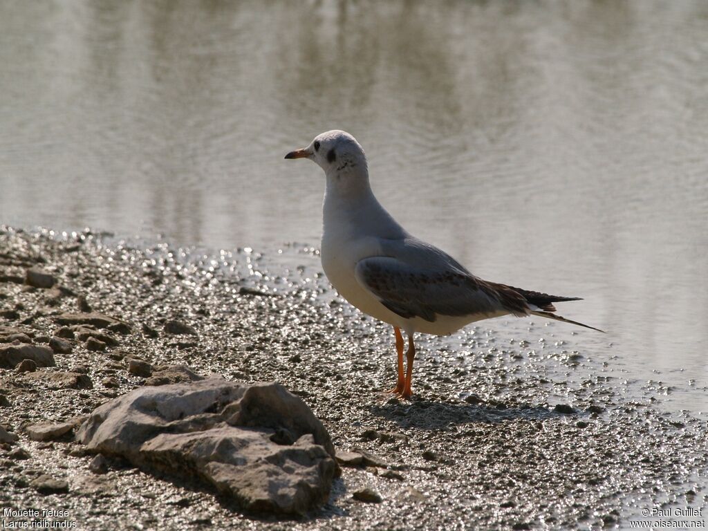 Mouette rieuse