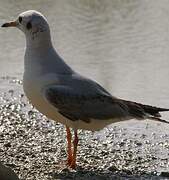 Mouette rieuse