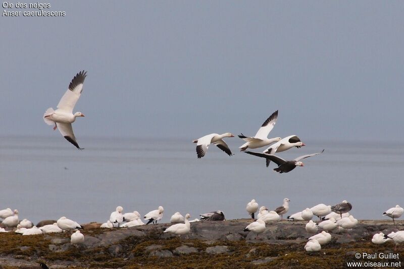 Snow Goose