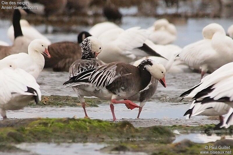 Snow Gooseadult