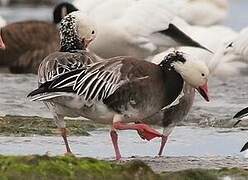 Snow Goose