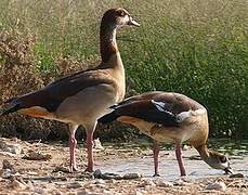 Egyptian Goose