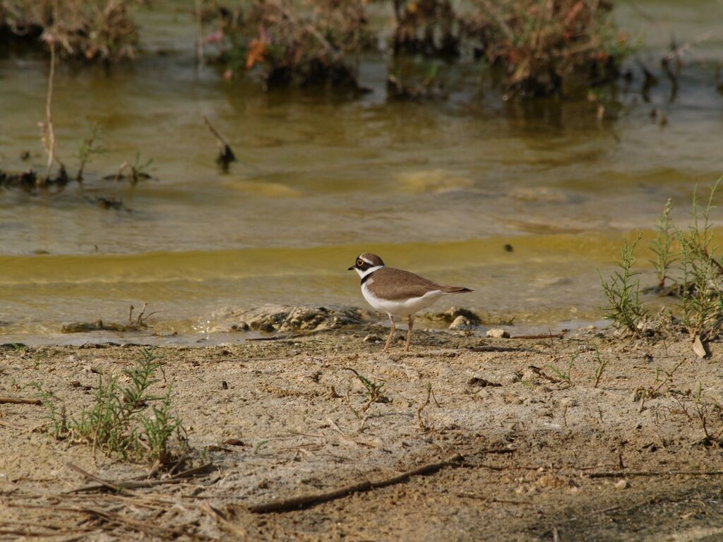 Little Ringed Plover