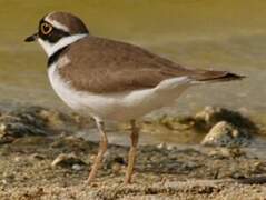 Little Ringed Plover