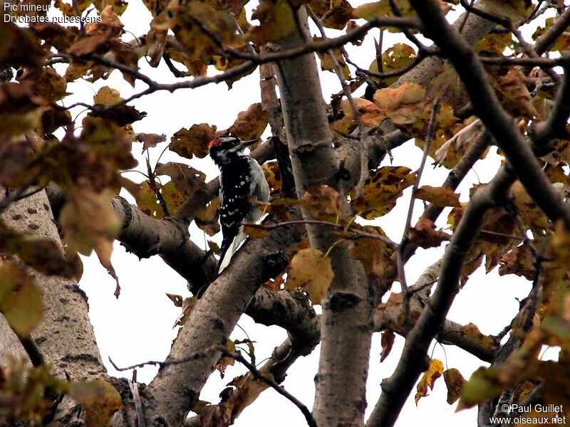 Downy Woodpecker male adult