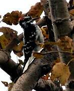 Downy Woodpecker