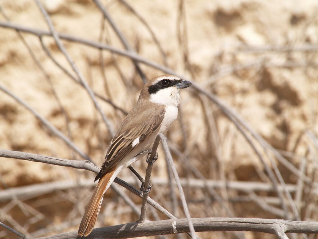 Red-tailed Shrike