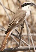 Red-tailed Shrike