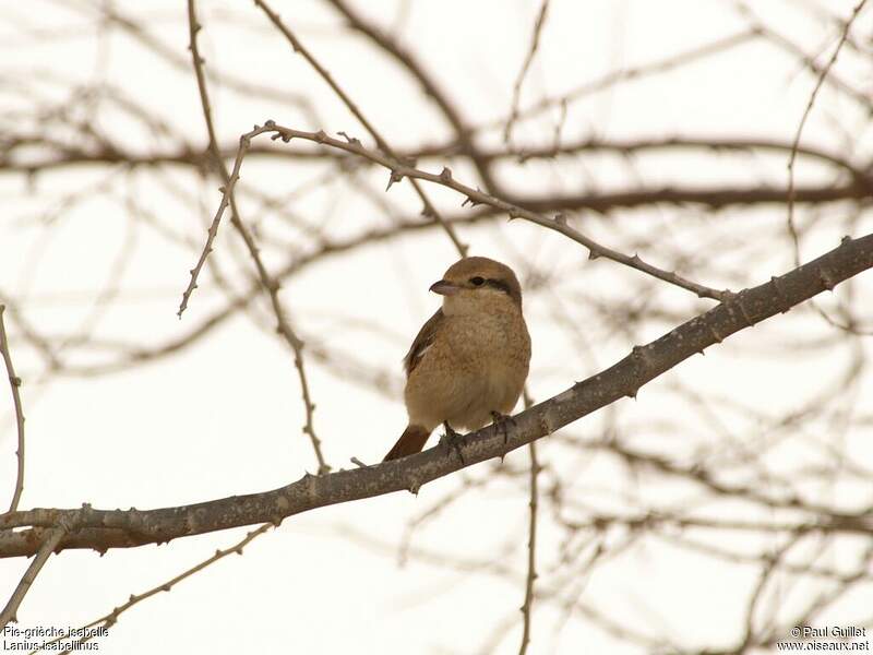 Piegrièche isabelle juvénile pagu52281
