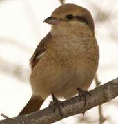 Isabelline Shrike