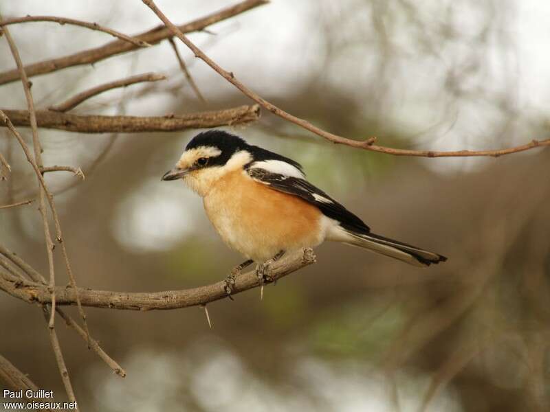 Masked Shrike, identification