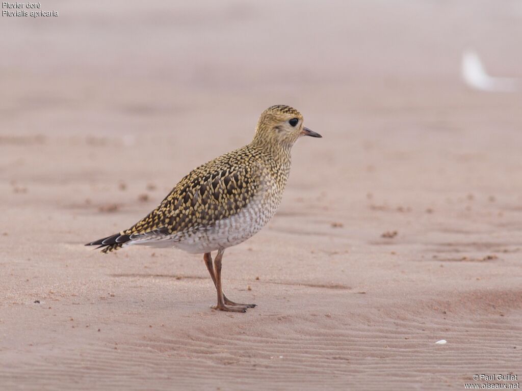 European Golden Plover