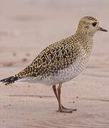 European Golden Plover