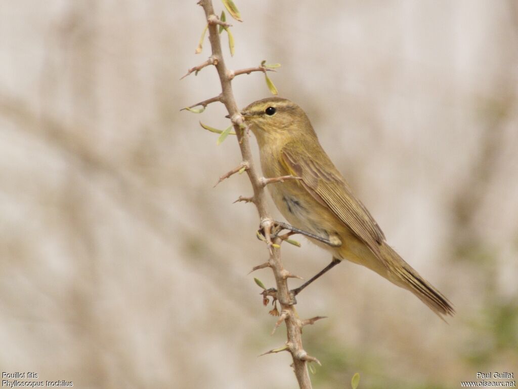 Willow Warbler