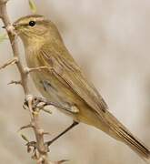 Willow Warbler