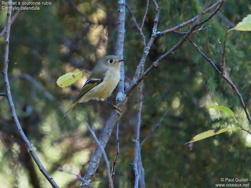 Roitelet à couronne rubisjuvénile