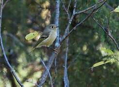 Ruby-crowned Kinglet