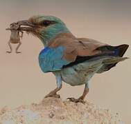 European Roller