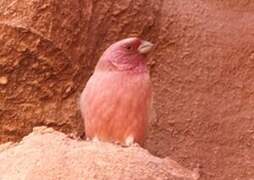 Sinai Rosefinch