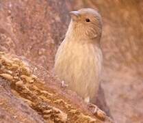 Sinai Rosefinch