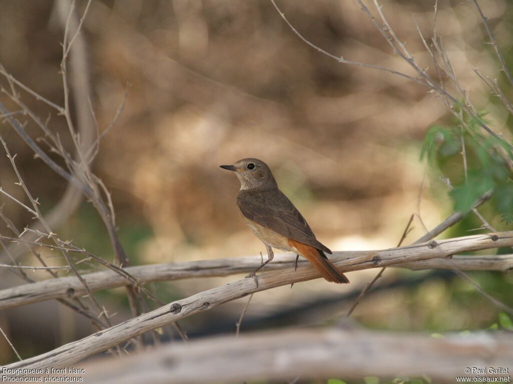 Common Redstart