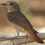 Common Redstart