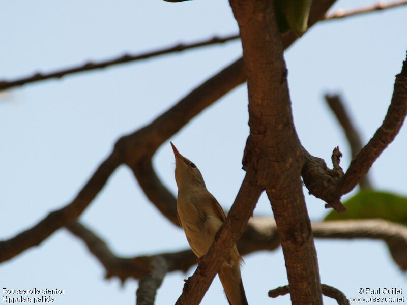 Clamorous Reed Warbler