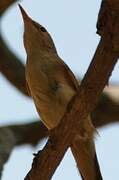 Clamorous Reed Warbler