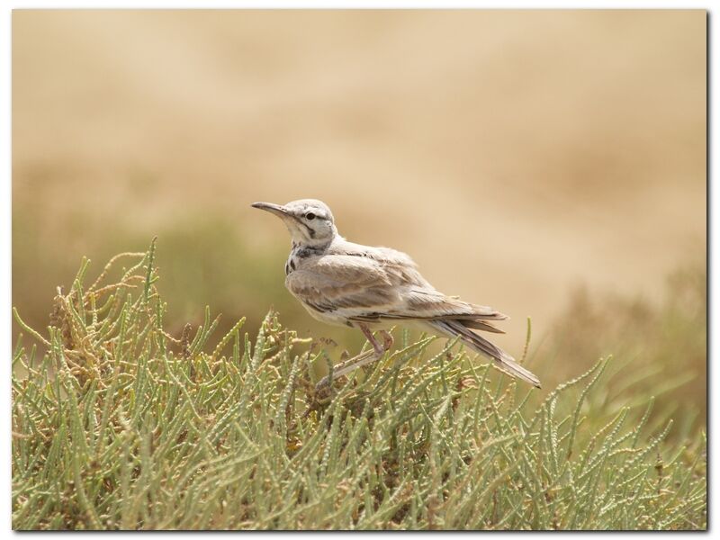 Greater Hoopoe-Lark