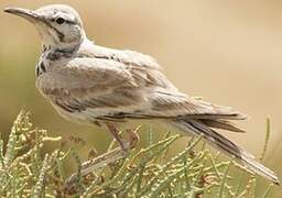 Greater Hoopoe-Lark