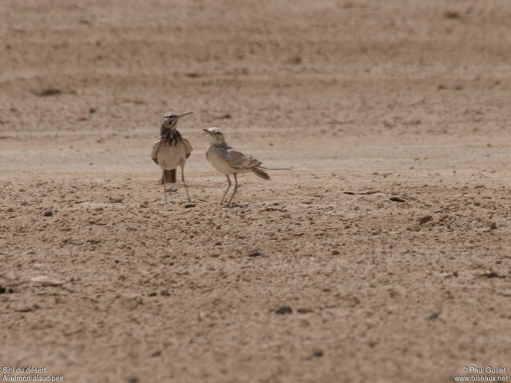 Greater Hoopoe-Lark adult