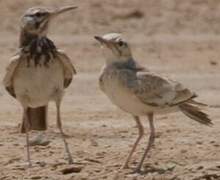 Greater Hoopoe-Lark