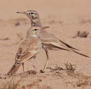 Greater Hoopoe-Lark